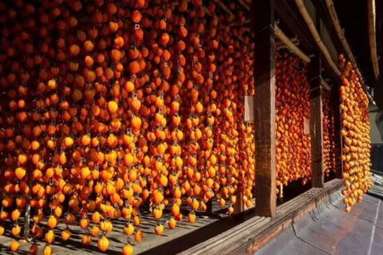 خشک کردن خرمالو ؛ خشک کردن در خانه بدون نیاز به تجهیزات خاص