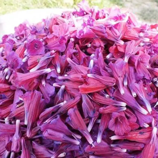 خاصیت این گیاه  تا هفت سال باقی می ماند