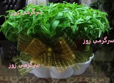 آموزش کاشت سبزه جو برای عید نوروز