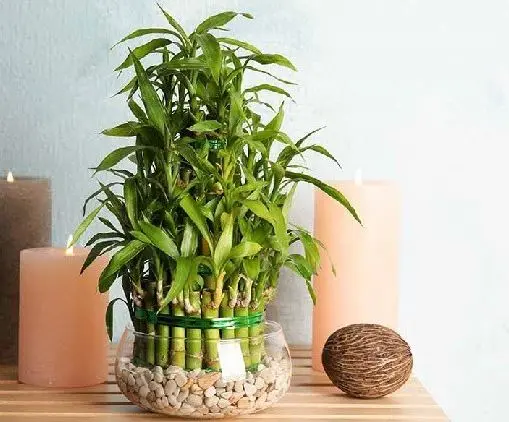 بهترین گیاهانی که در آب رشد می کنند / معرفی گیاهانی که بدون خاک هم زنده می‌مانند