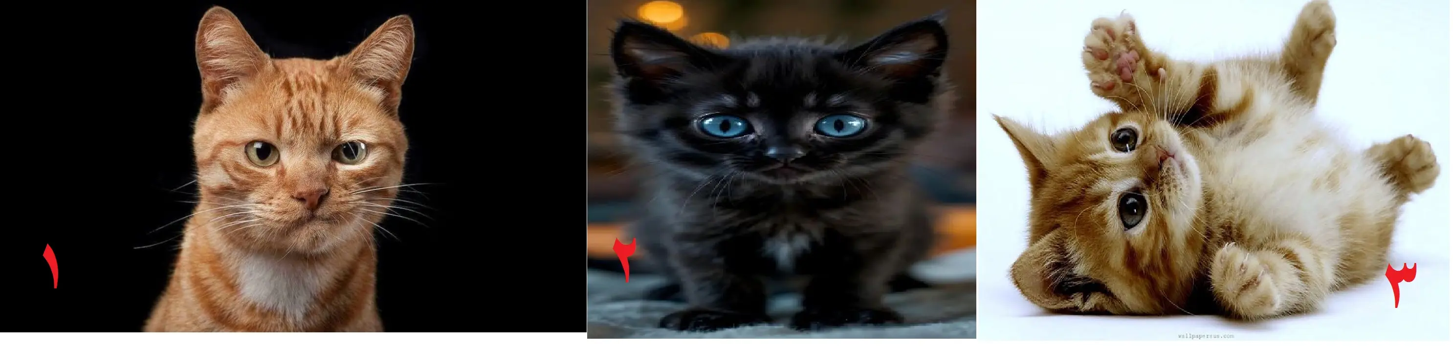 تست شخصیت شناسی : با انتخاب یک گربه بفهمید رویاپرداز هستید یا واقع‌بین؟