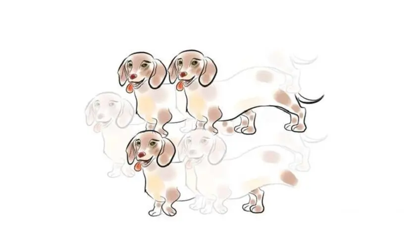 تست هوش | بگو چند سگ تو تصویر دیدی تا بگم سن روانی شما چقدر است