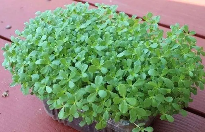 تاکید معصومین (ع) و کتاب مخزن الادویه برای مصرف این گیاه شفاد دهنده