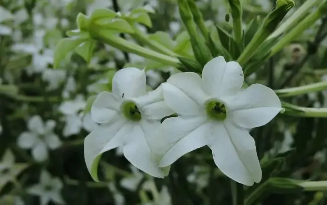 معرفی تنباکوی ایرانی گیاهی زینتی و معطر که گل‌هایش شب‌ها باز می‌شود