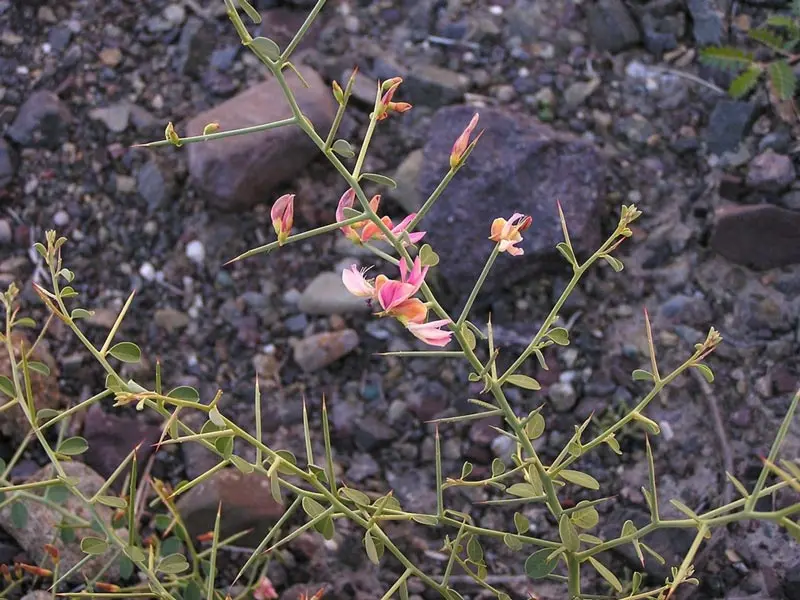 این گیاه تب بر، پاک کننده مثانه، دفع کننده سنگ کلیه و ضد درد مفاصل است