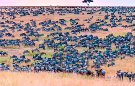 بازی فکری : فقط چشم عقابی ها تو ۷ ثانیه گورخر و در جنگل آفریقا پیدا می کنند!