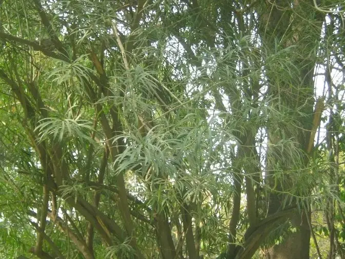 خواص بی‌نظیر برگ درخت مسواک  پزشک بیابان که عاشق نمک است