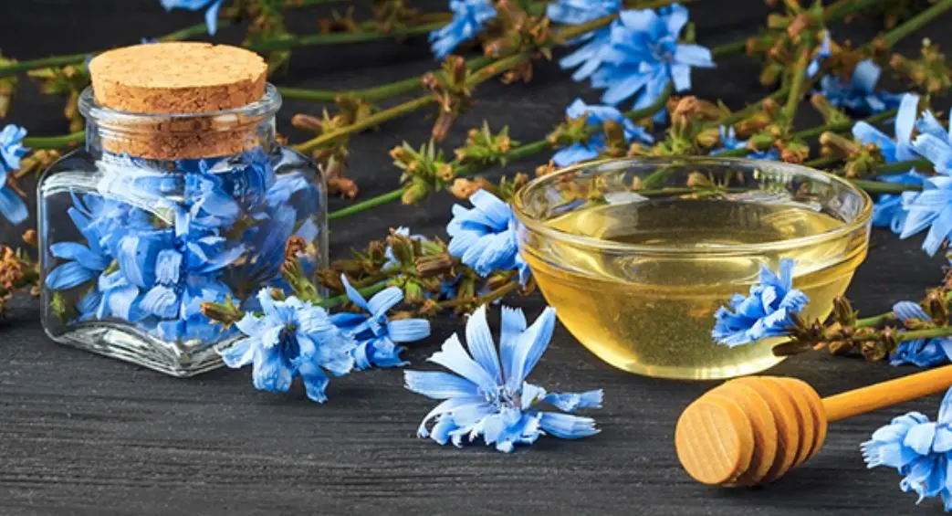  مصرف عرق این گیاه در ناشتا یبوست ، فشار خون و عفونت مجاری ادراری و کبد چرب را درمان می کند 