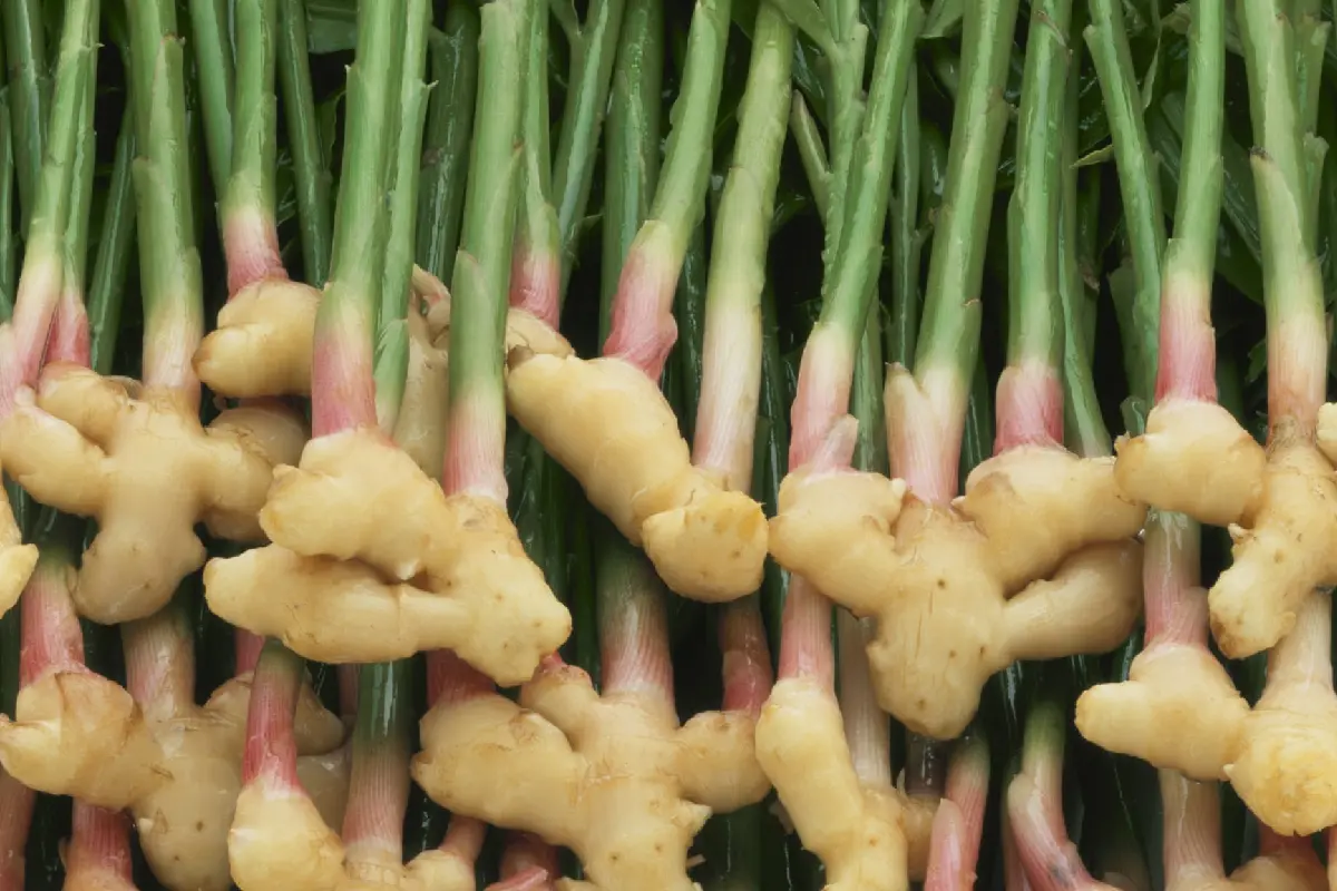 پوستت رو با این دمنوش برای همیشه بیمه کن | دمنوشی برای از بین بردن لک و جوش و چین و چروک