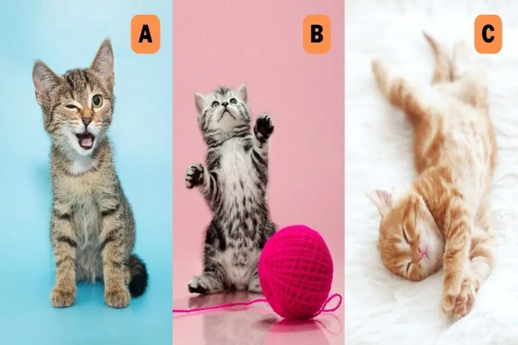 تست شخصیت شناسی | چه دوستی هستی؟یک بچه گربه انتخاب کن تا بفهمی