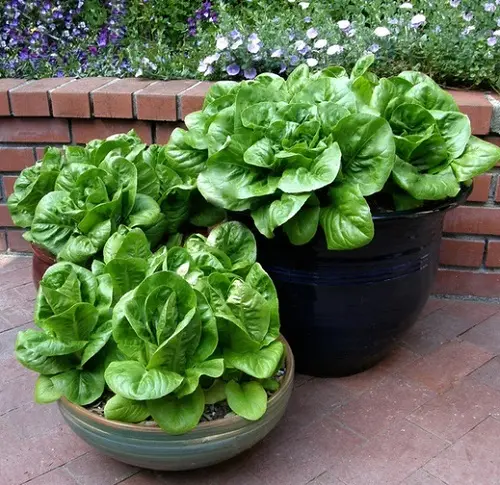 آموزش کاشت کاهو در گلدان + روش نگهداری