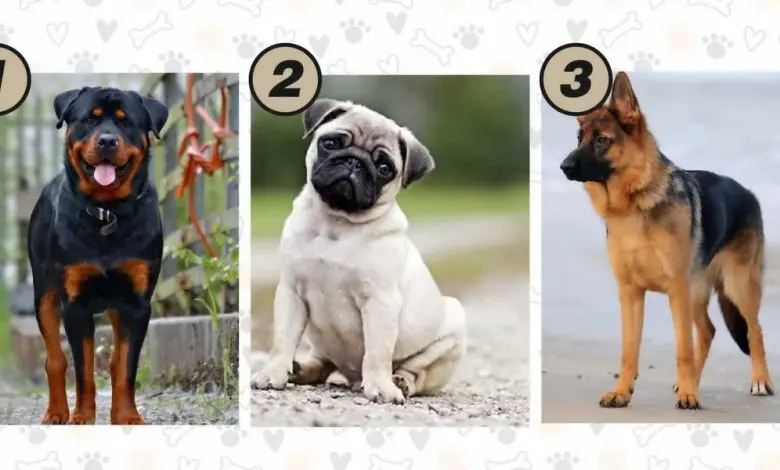 تست شخصیت شناسی | یکی از سگ هارو انتخاب کن تا بگم عشقت تنهات میزاره یا بهت وفادار میمونه تا همیشه