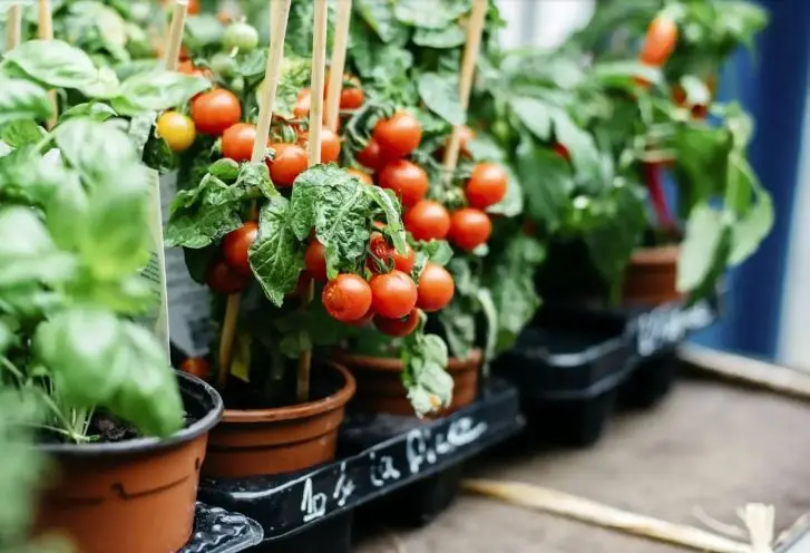 آموزش کاشت گوجه گیلاسی در گلدان