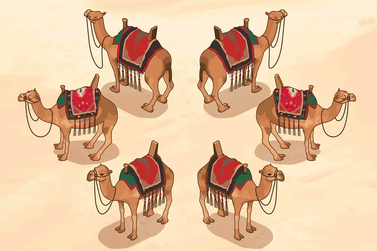 حکایت جذاب تقسیم هفده شتر بین سه برادر توسط حضرت علی (ع )