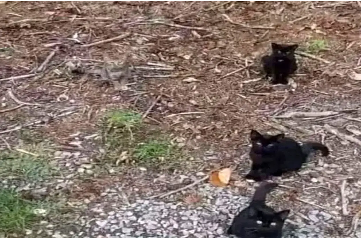 بازی فکری:  گربه چهارم رو فقط اونایی که ضریب هوشی در حد انیشتین دارن می تونن ببینن!