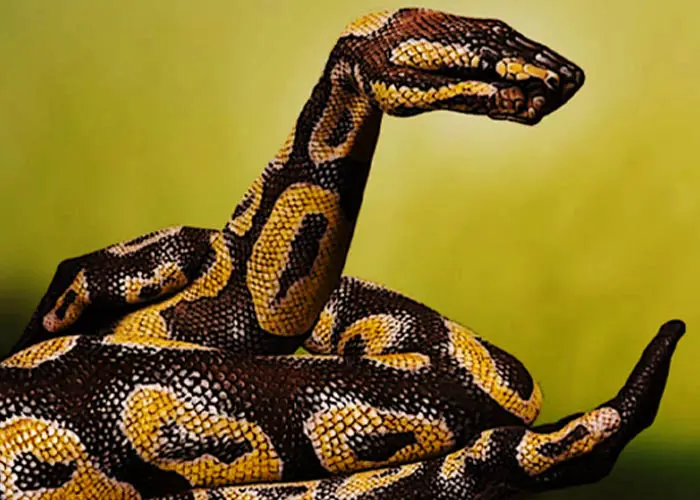 تست شخصیت شناسی  مار | مار می بینید یا دست؟ چیزی بیش از آنچه به چشم می خورد وجود دارد!