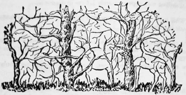 بازی فکری : آیا می‌توانید همه حیوانات پنهان را در کمتر از ۳۰ ثانیه پیدا کنید؟