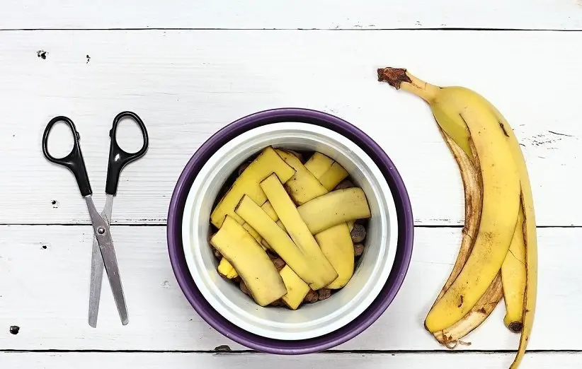 کاربرد پوست موز برای خونه و زندگی و خواص برای بدن  که کمتر کسی میدونه | از زیبایی پوست تا دفع حشرات