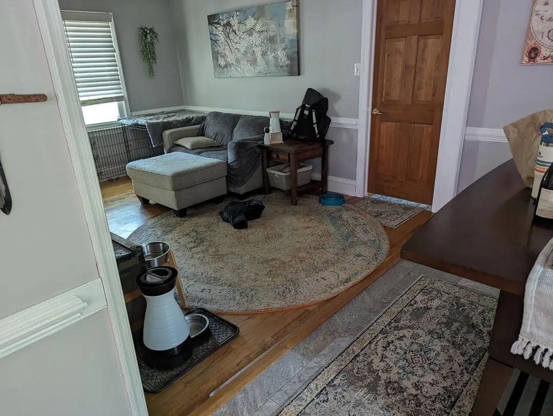 بازی فکری: فقط اونایی که چشماشون ۱۰ از ۱۰ هست میتونن گربه رو ببینند!