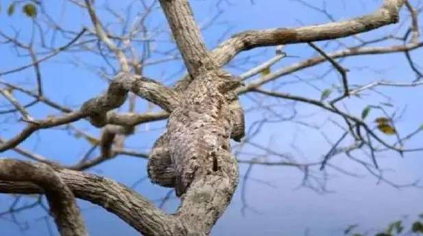 بازی فکری:پرنده پنهان روی درخت را در کمتر از ۸ ثانیه پیدا کنید و ثابت کمید تیزبین هستید