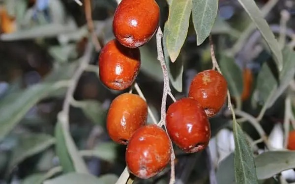 درمان کبد چرب، پیشگیری از پوکی استخوان، جوان سازی پوست با این دانه ارزان قیمت