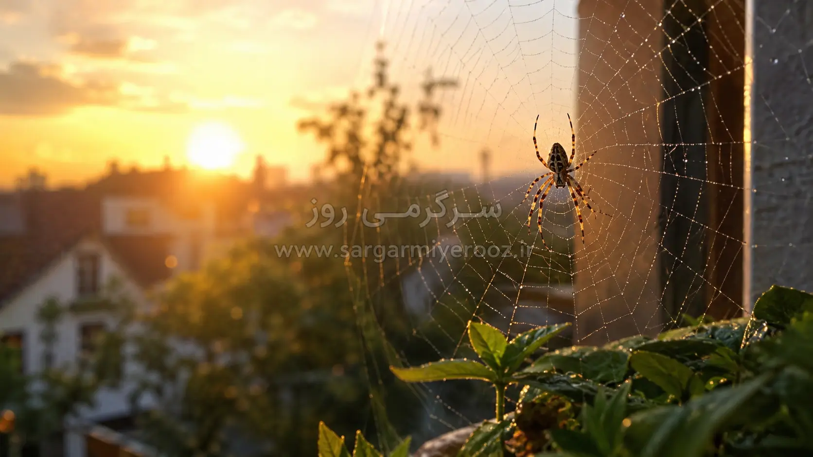 اگر اول صبح عنکبوت دیدید، این پیام را جدی بگیرید! | دیدن عنکبوت در خانه نشانه چیست؟