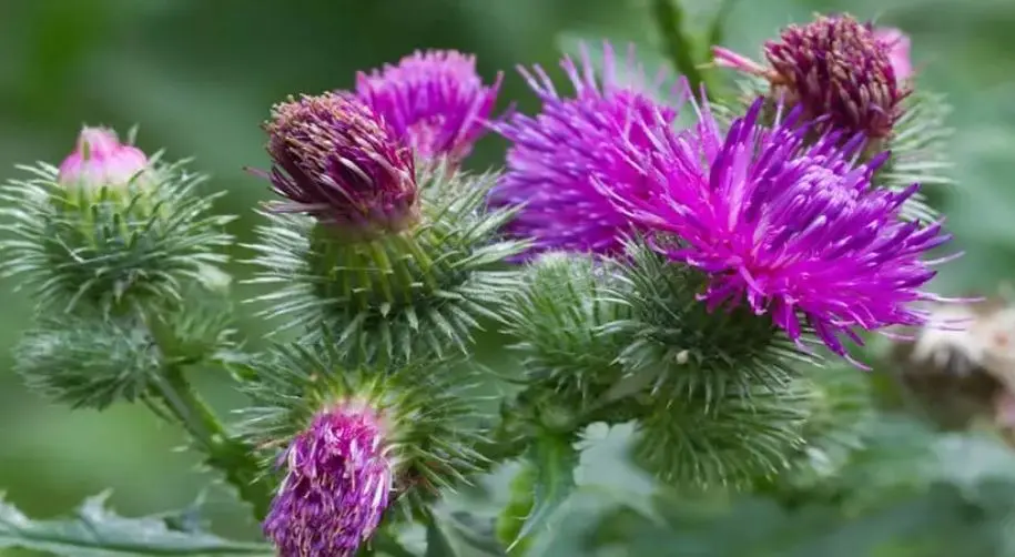 این گیاه خار دار تنها راه قطی درمان قند خون شناخته شده است | هر روز مصرف کنید 