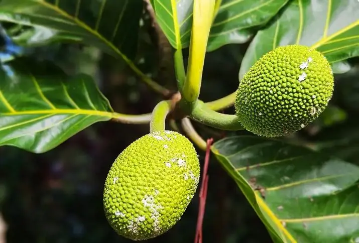 میوه نان؛ میوه گرمسیری که به آرد و نان و چیپس تبدیل می‌شود ؛میوه‌ای کمیاب و شگفت‌انگیز در چند محله قدیمی تهران