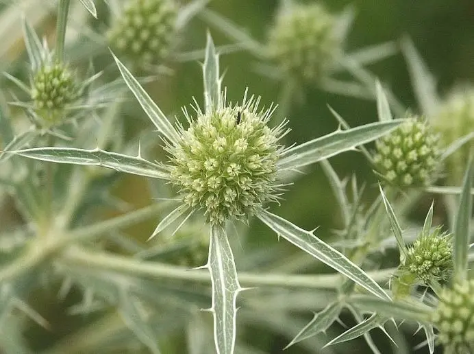 این گیاه طبیعی آسپرین طبیعی است /  رقیق کردن خون و حفظ سلامت قلب با این گیاه