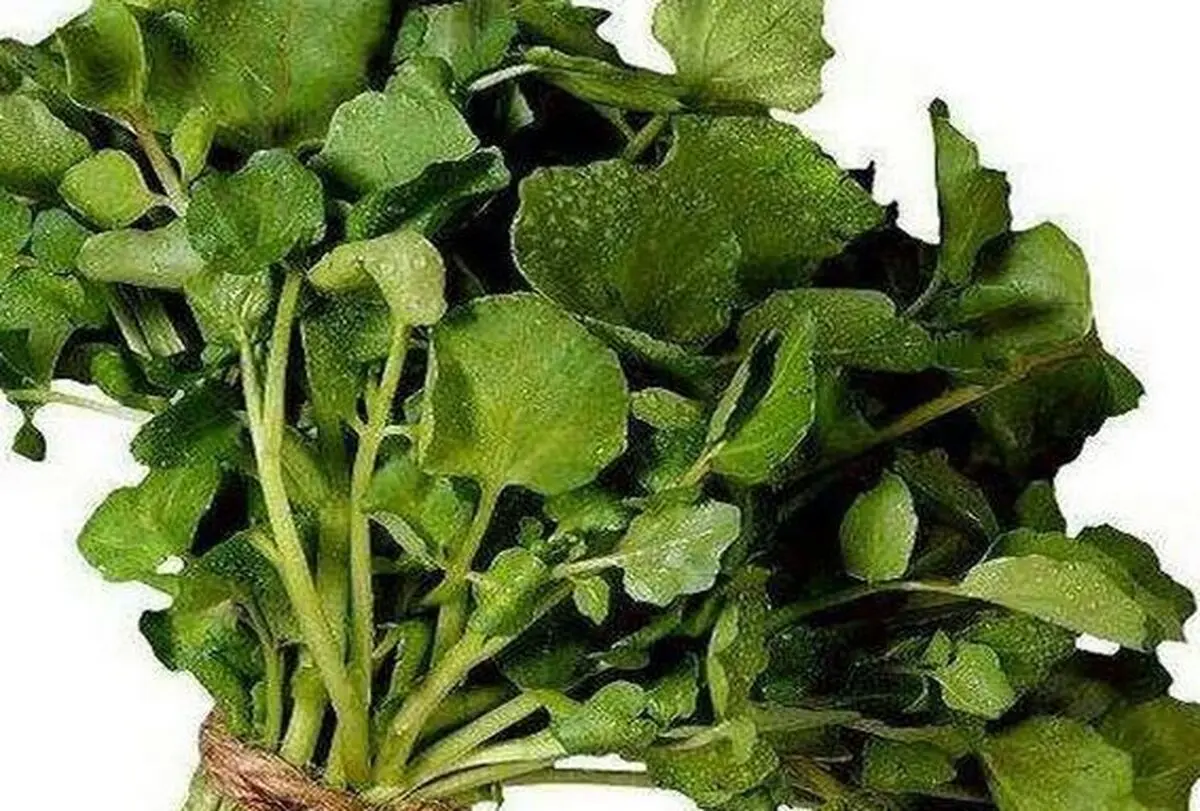 این سبزی باستانی، بمب ویتامین است | این سبزی بیشتر از پرتقال ویتامین C دارد