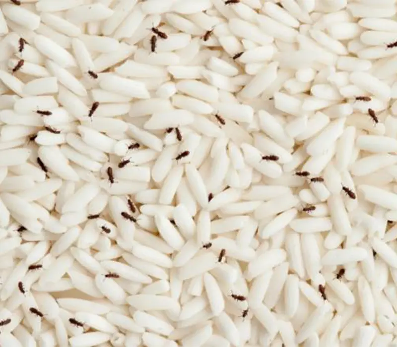 ترفند جادویی برای اینکه برنج شپشک نزنه | فرمول ساده و کاربردی نگهداری از برنج برای مدت طولانی بدون حشره زدن