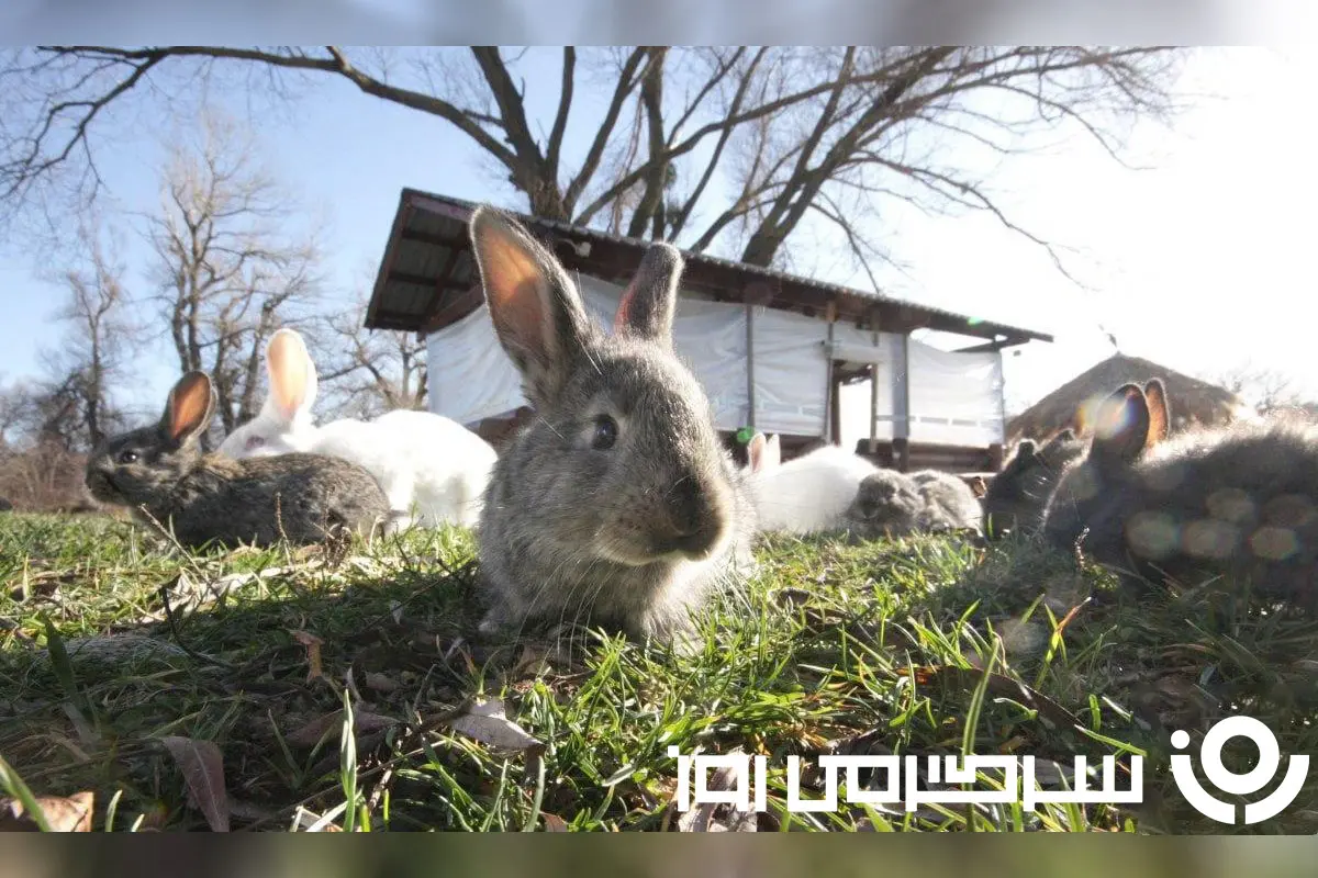 بازی فکری: چشم‌هات عقابیه؟ ثابت کن! گنجشک مخفی رو سریع پیدا کن