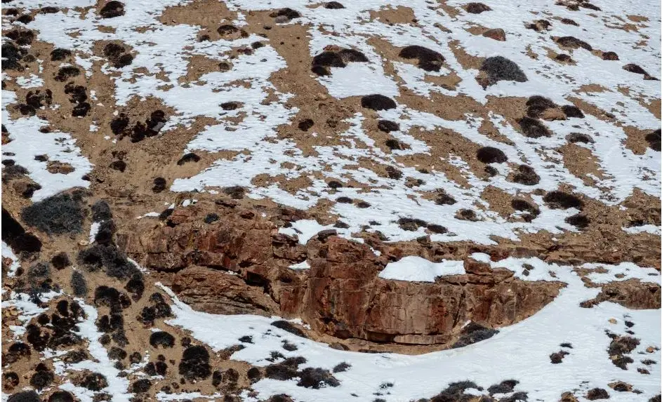 بازی فکری : فقط یک دید خلبانی و عقابی می تواند در 6 ثانیه پلنگ را پیدا کند!