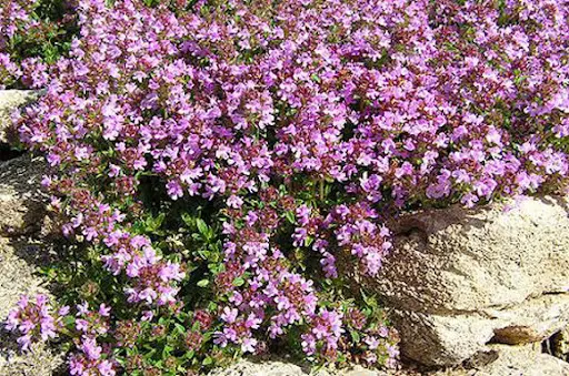 این گیاه جادویی درد مفاصل و سیاتیک را نابود میکنه