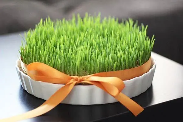 هنوز سبزه عیدتو نکاشتی؟ | نگران نباش کلیک کن تا یک سبزه با رشد 3 روزه بهت آموزش بدن