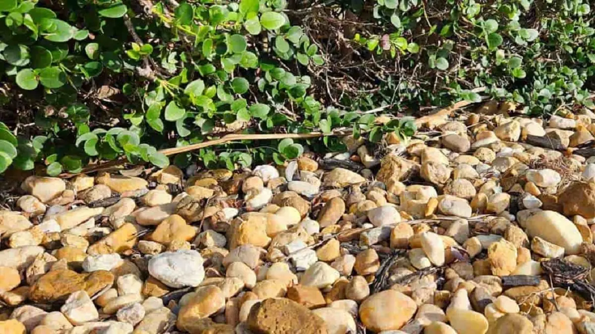 بازی فکری : تا حالا کسی نتونسته تو ۷ ثانیه مارمولک و پیدا کنه!