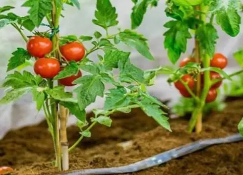 آموزش کاشت گوجه فرنگی گیلاسی در گلدان