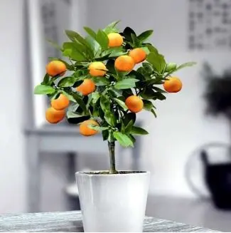 آموزش کاشت خرمالو در گلدان + روش نگهداری