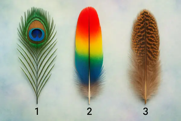 تست شخصیت شناسی : بگویید کدام پر را انتخاب می کنید تا بفهمید چقدر مرموز هستید