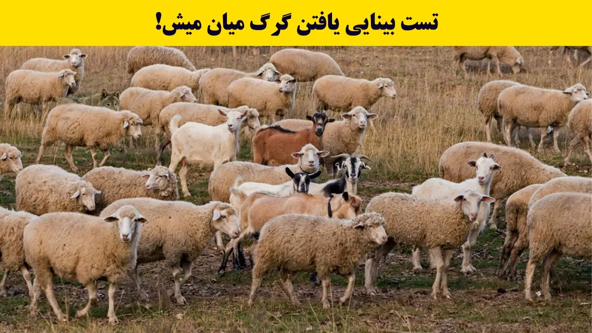 بازی فکری: فقط اوناییکه دید خلبانی دارن تو 5 ثانیه گرگ و پیدا میکنن!