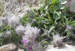 این چای عجیب دعوای بین زن و شوهر و عصبانیت را ریشه می کند

