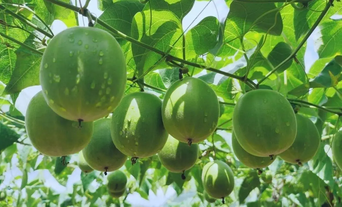 خداحافظ قند و شکر! سلام میوه شگفت‌انگیز ۳۰۰ برابر شیرین‌تر از قند