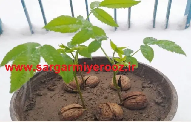 آموزش کاشت گردو در گلدان | الان بهترین زمان کاشت گردو در گلدان است