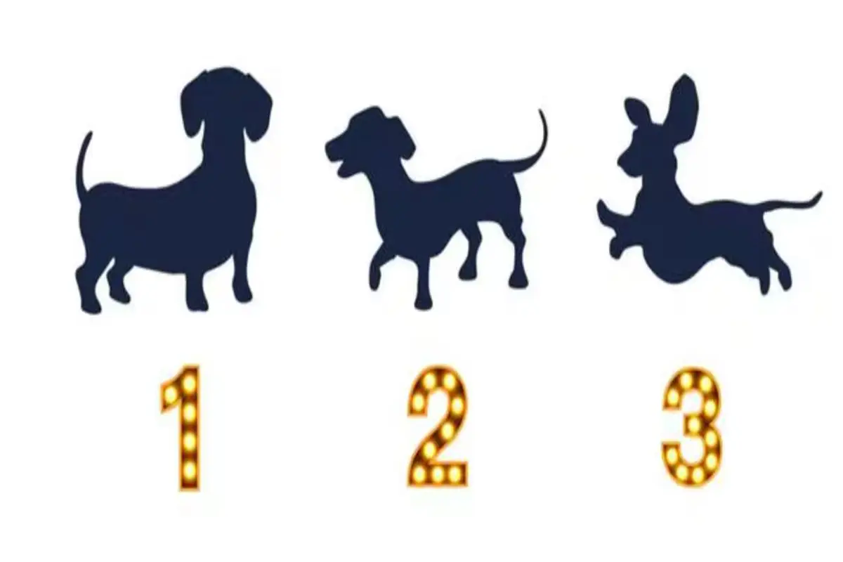 تست شخصیت شناسی | یک سگ انتخاب کن تا بگم قراره چه زخم عاطفی ای بخوری