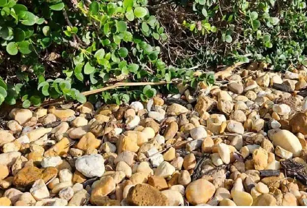 بازی فکری : فقط یک چشم تیزبین میتونه مارمولک و لا به لای سنگ ها ببینه