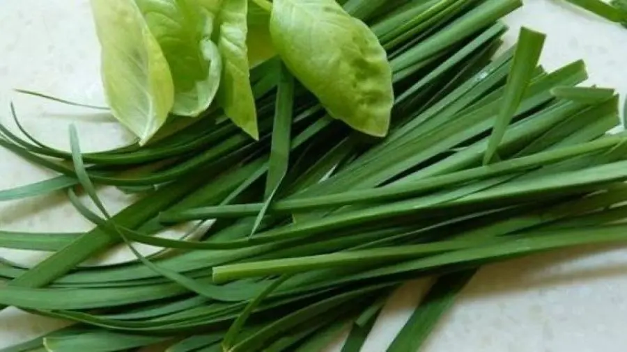 مصرف این سبزی در صبحانه سردی و سموم و کم خونی را درمان می کند + بهبود ناراحتی کبد و زخم های کثیف و چرک دار

