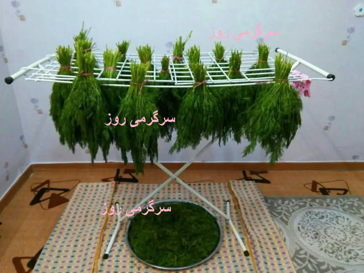 تمام عمر اشتباهی سبزی خشک می کردیم | روش درست خشک کردن سبزی در یک چشم بهم زدن