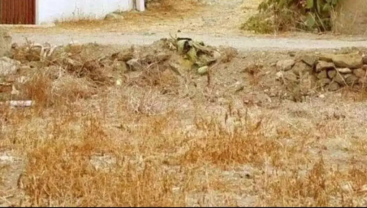 بازی فکری : اگه بتونی گربه روتو 6 ثانیه پیدا کنی رو دست زدی به هرچی دید خلبانیه!