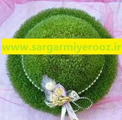 آموزش کاشت سبزه شاهی برای عید نوروز