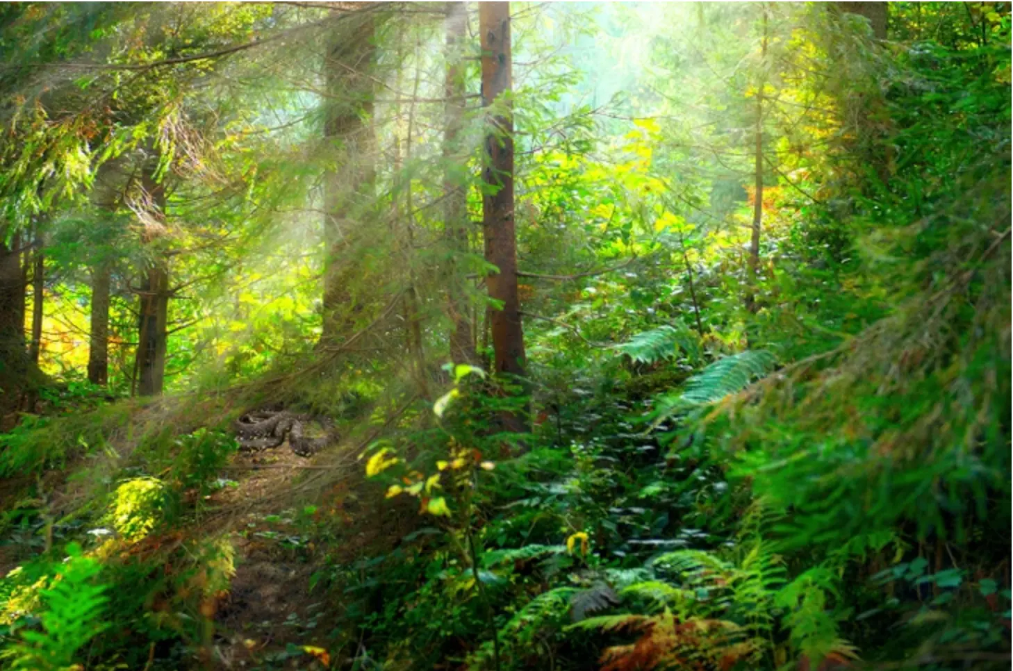 بازی فکری : این تست یکی از آزمون های هاروارد است؛ مار مخفی را در 5 ثانیه پیدا کنید!